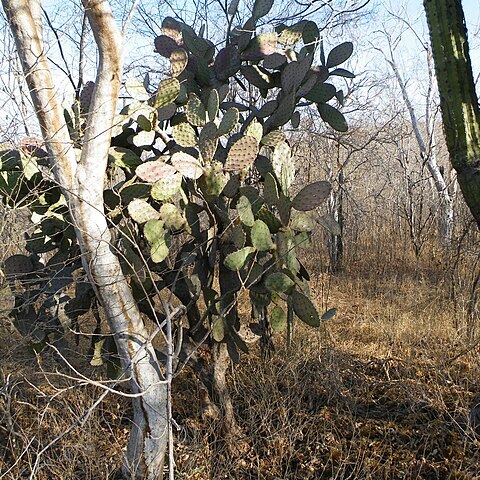 Opuntia puberula unspecified picture