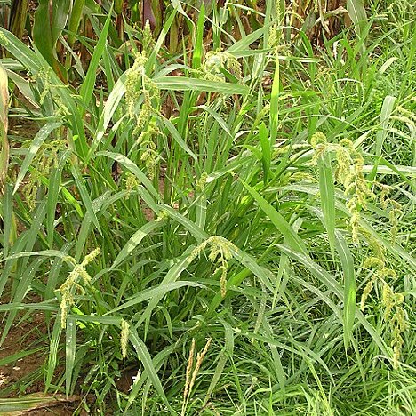 Echinochloa oryzoides unspecified picture