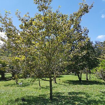 Dombeya ferruginea unspecified picture