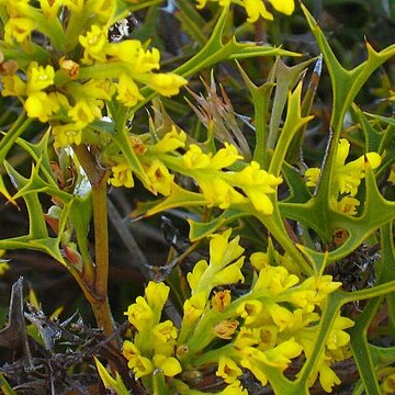 Synaphea spinulosa unspecified picture