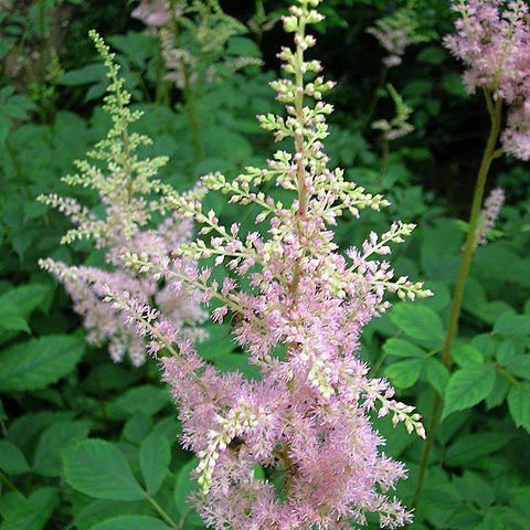 Astilbe thunbergii unspecified picture