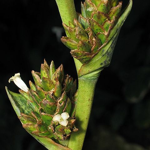 Guzmania bismarckii unspecified picture