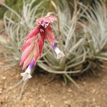 Tillandsia oblivata unspecified picture