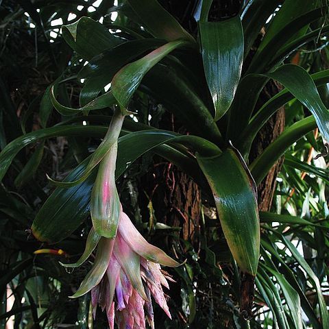 Tillandsia rudolfii unspecified picture