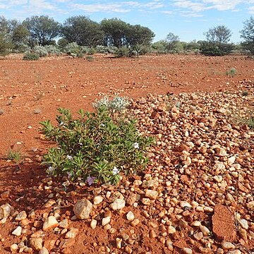 Eremophila canaliculata unspecified picture