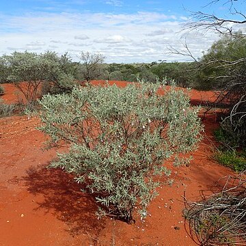 Eremophila maitlandii unspecified picture