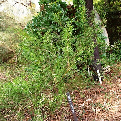 Grevillea anethifolia unspecified picture