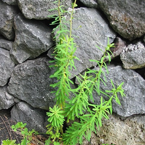 Euphorbia azorica unspecified picture