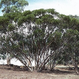 Eucalyptus arachnaea unspecified picture