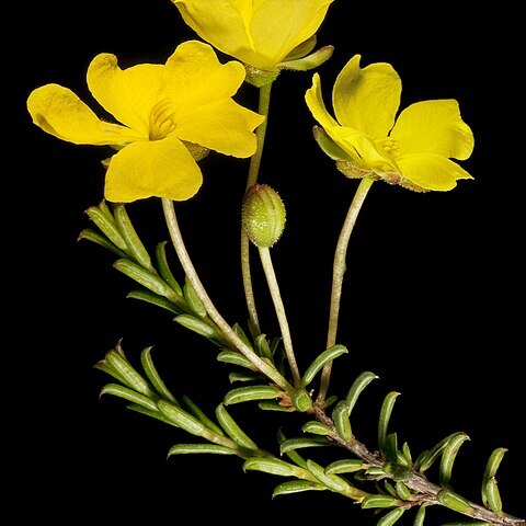 Hibbertia lineata unspecified picture