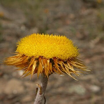 Coronidium oxylepis unspecified picture