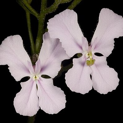 Stylidium affine unspecified picture