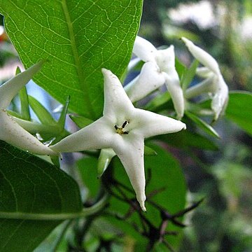 Kadua fluviatilis unspecified picture