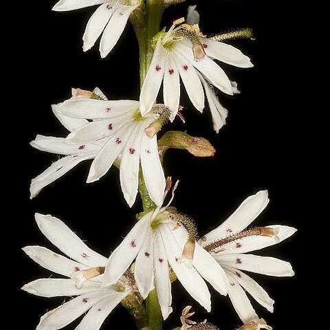 Goodenia helmsii unspecified picture