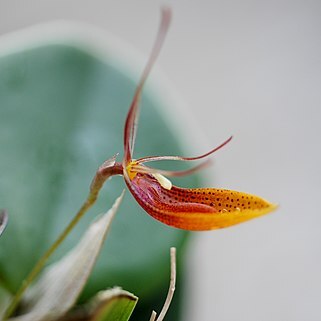 Restrepia mohrii unspecified picture