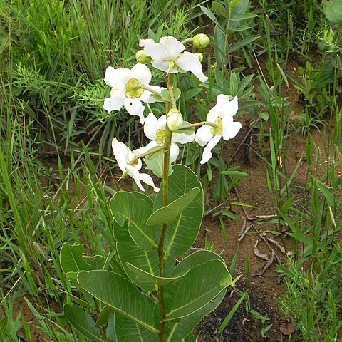 Kielmeyera variabilis unspecified picture