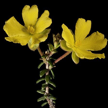 Hibbertia microphylla unspecified picture