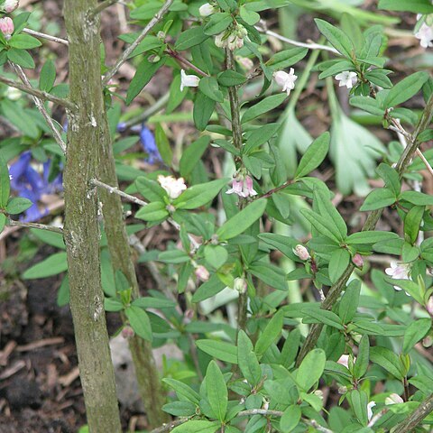 Lonicera myrtilloides unspecified picture