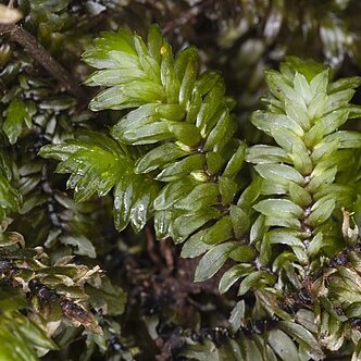 Distichophyllum freycinetii unspecified picture