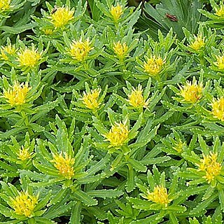 Rhodiola unspecified picture