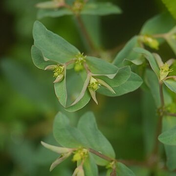 Euphorbia maddenii unspecified picture