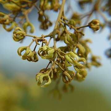 Arnicratea unspecified picture