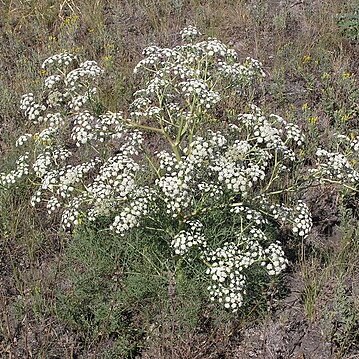 Trinia hispida unspecified picture