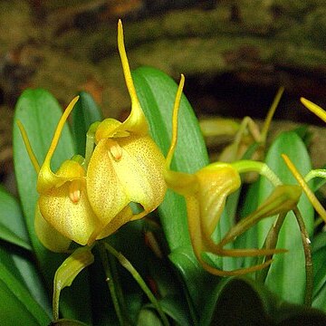 Masdevallia floribunda unspecified picture