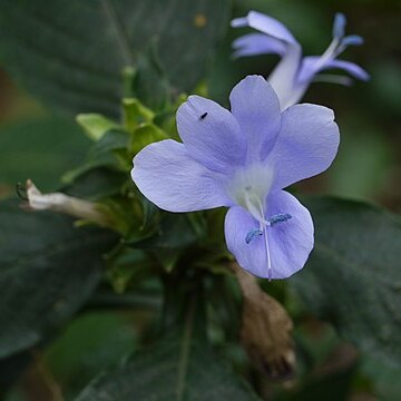 Barleria terminalis unspecified picture