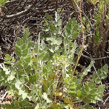 Pimpinella cumbrae unspecified picture