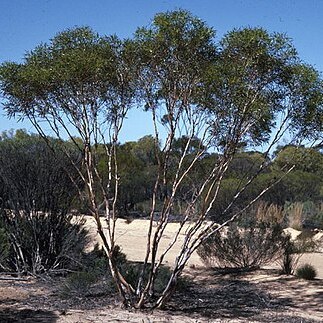 Eucalyptus cylindriflora unspecified picture