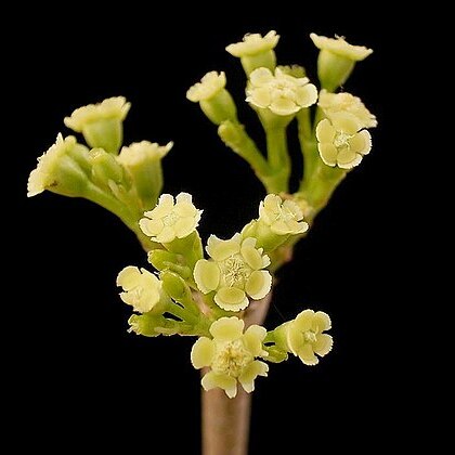 Euphorbia petiolaris unspecified picture