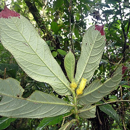 Columnea villosissima unspecified picture