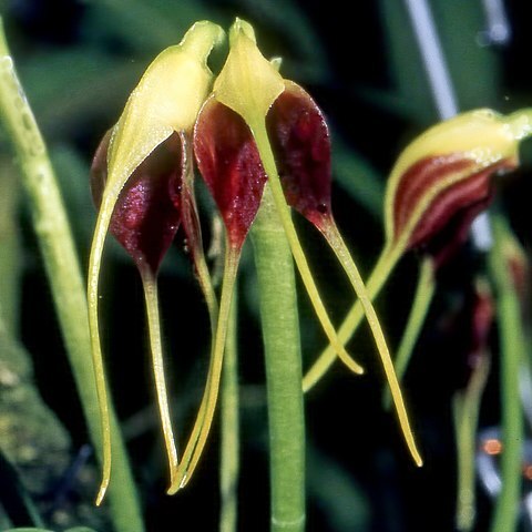 Masdevallia guerrieroi unspecified picture