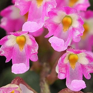 Schoenorchis tixieri unspecified picture