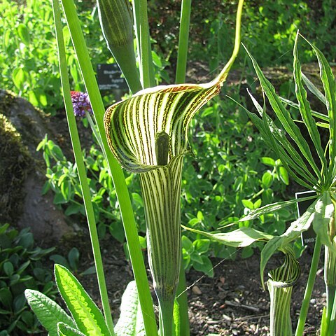 Arisaema ciliatum unspecified picture