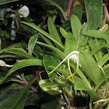 Masdevallia falcago unspecified picture