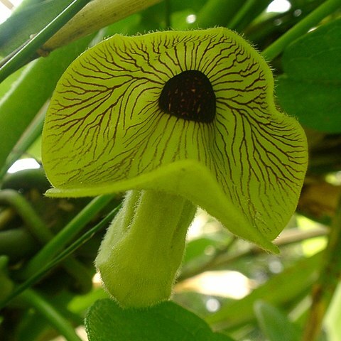 Aristolochia kaempferi unspecified picture