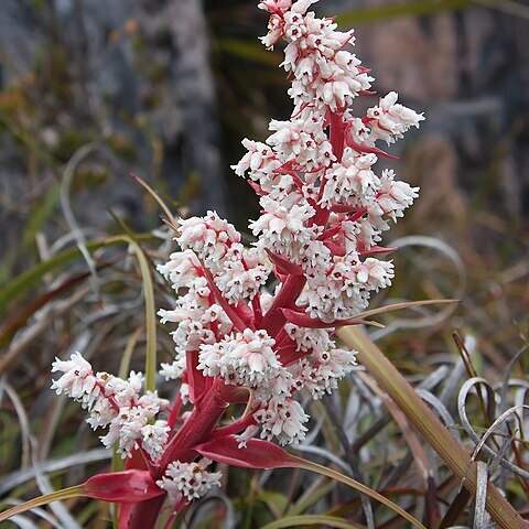 Dracophyllum minimum unspecified picture