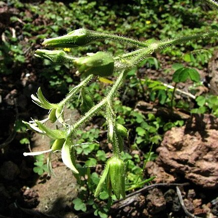 Schiedea verticillata unspecified picture