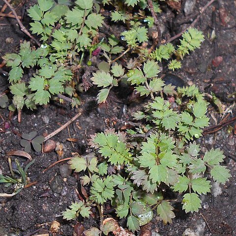 Acaena fissistipula unspecified picture