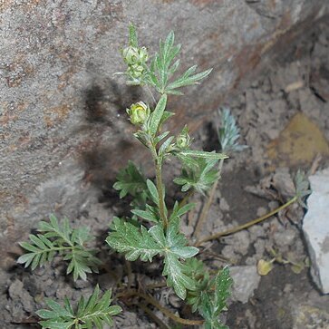 Potentilla morefieldii unspecified picture