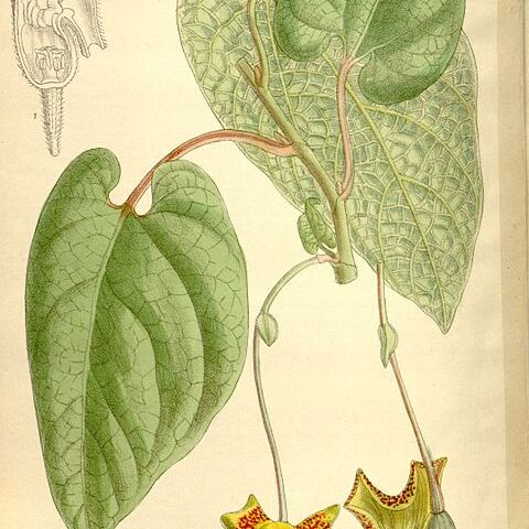 Aristolochia moupinensis unspecified picture