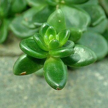 Cremnophila linguifolia unspecified picture