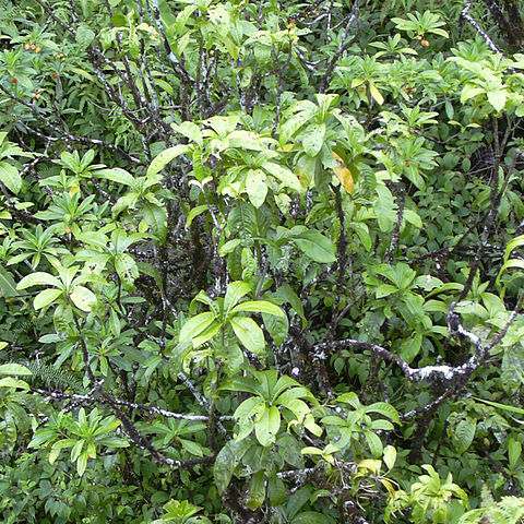 Pisonia umbellifera unspecified picture