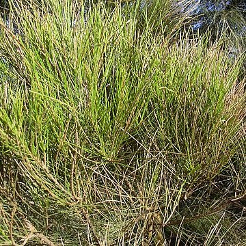 Casuarina glauca unspecified picture