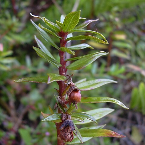 Lysimachia remyi unspecified picture