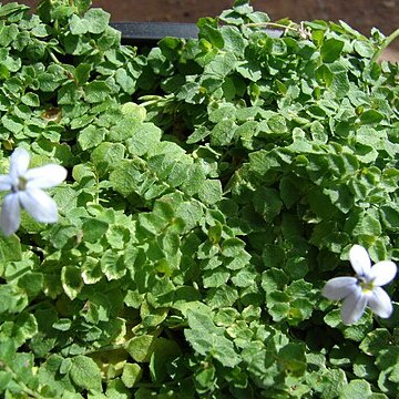 Isotoma fluviatilis unspecified picture