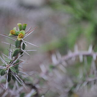 Euphorbia beharensis unspecified picture