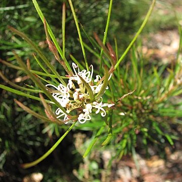 Grevillea neurophylla unspecified picture